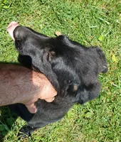 Rob, a male German Shepherd Dog and Doberman Pinscher for sale in Friendly, WV – 4 of 4