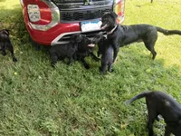 Rob, a male German Shepherd Dog and Doberman Pinscher for sale in Friendly, WV – 3 of 4