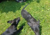 Rob, a male German Shepherd Dog and Doberman Pinscher for sale in Friendly, WV – 2 of 4