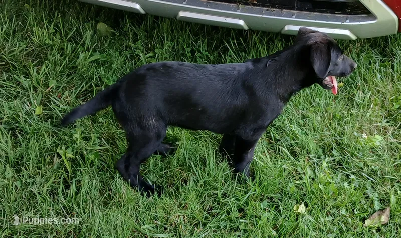 Rob – German Shepherd Dog, Doberman Pinscher puppy for sale in Friendly, WV