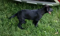 Rob, a male German Shepherd Dog and Doberman Pinscher for sale in Friendly, WV – 1 of 4