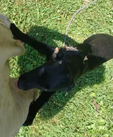 Levec, a female German Shepherd Dog and Doberman Pinscher for sale in Friendly, WV – 2 of 4