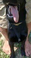 Violet, a female German Shepherd Dog and Doberman Pinscher for sale in Friendly, WV – 2 of 2