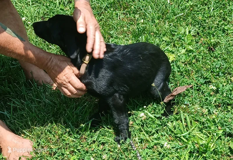 Levec – German Shepherd Dog, Doberman Pinscher puppy for sale in Friendly, WV