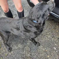 Asher, a male Labrador Retriever for sale in Marathon, NY – Photo 2 of 3