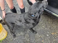 Asher, a male Labrador Retriever for sale in Marathon, NY – Photo 2 of 3