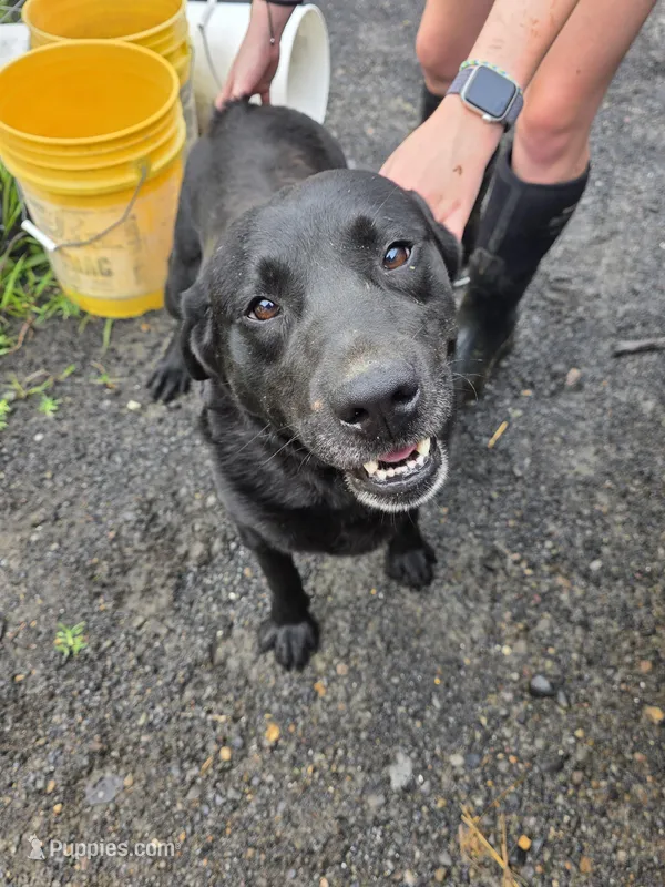 Asher, a male Labrador Retriever for sale in Marathon, NY – Photo 1 of 3