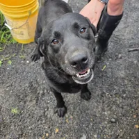 Asher, a male Labrador Retriever for sale in Marathon, NY – Photo 1 of 3