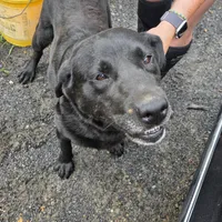 Asher, a male Labrador Retriever for sale in Marathon, NY – Photo 3 of 3