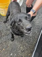 Asher, a male Labrador Retriever for sale in Marathon, NY – Photo 3 of 3