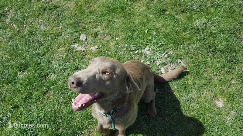 Charcoal male  – Labrador Retriever puppy for sale in Marathon, NY