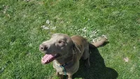 Charcoal male , a male Labrador Retriever for sale in Marathon, NY – 2 of 3