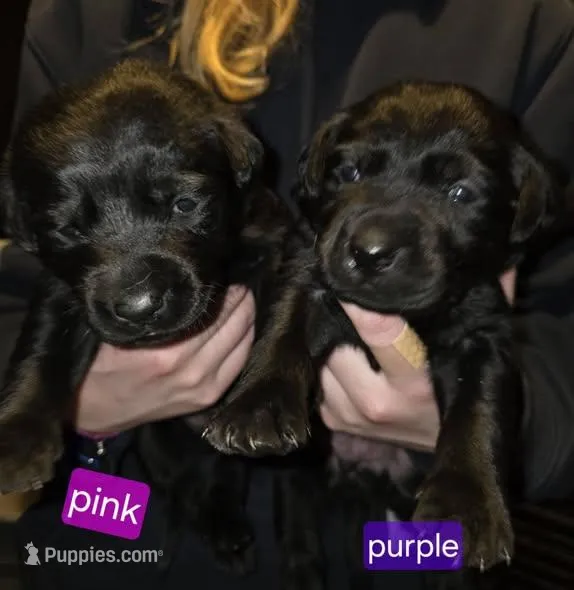 Black female Purple, a female Labrador Retriever for sale in Marathon, NY – Photo 1 of 2