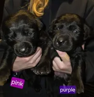 Black female Purple, a female Labrador Retriever for sale in Marathon, NY – Photo 1 of 2