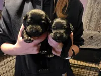 Black female Purple, a female Labrador Retriever for sale in Marathon, NY – Photo 2 of 2