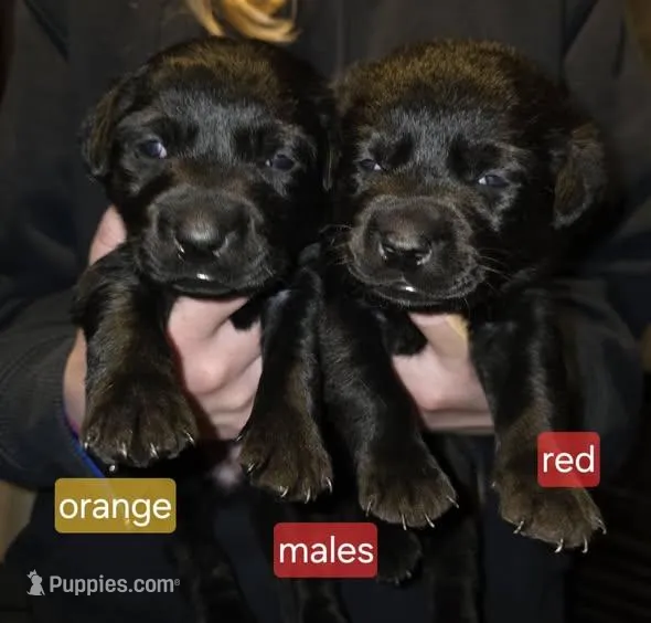 Black male Orange, a male Labrador Retriever for sale in Marathon, NY – Photo 1 of 3
