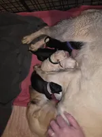 Black male Orange, a male Labrador Retriever for sale in Marathon, NY – Photo 3 of 3