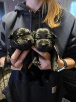 Black male Orange, a male Labrador Retriever for sale in Marathon, NY – Photo 2 of 3