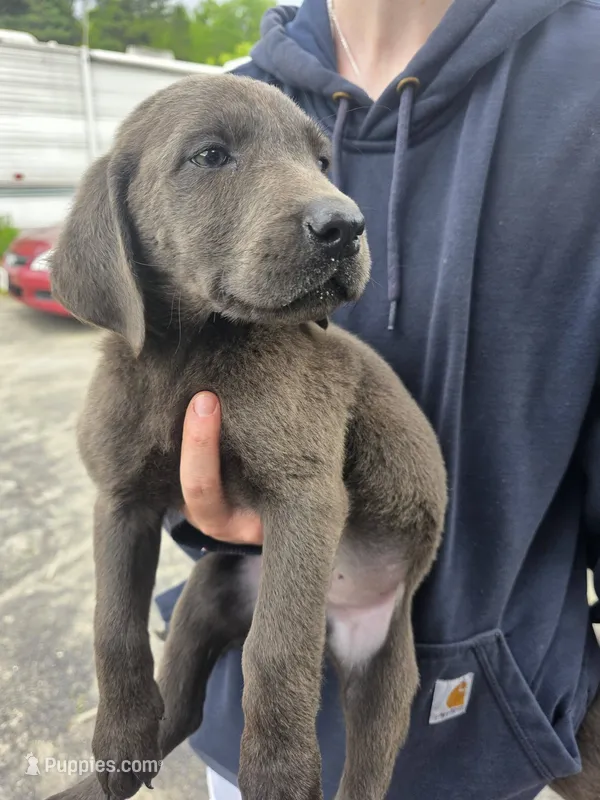 Charcoal male  – Labrador Retriever puppy for sale in Marathon, NY