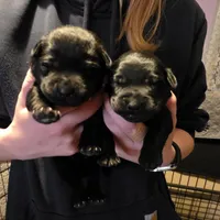 Black female Pink , a female Labrador Retriever for sale in Marathon, NY – Photo 2 of 2