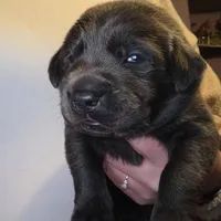 Charcoal male blue, a male Labrador Retriever for sale in Marathon, NY – Photo 2 of 3