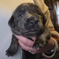 Charcoal male blue, a male Labrador Retriever for sale in Marathon, NY – Photo 3 of 3