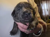 Charcoal male blue, a male Labrador Retriever for sale in Marathon, NY – Photo 3 of 3