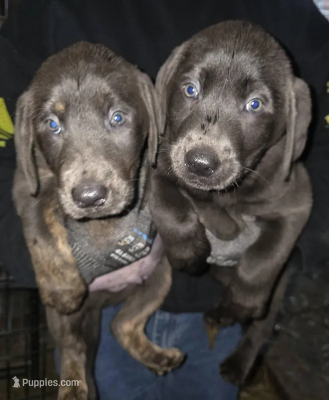 Charcoal male blue, a male Labrador Retriever for sale in Marathon, NY – Photo 1 of 3