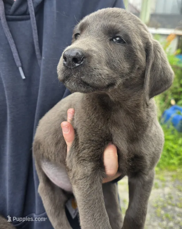 Charcoal female  – Labrador Retriever puppy for sale in Marathon, NY