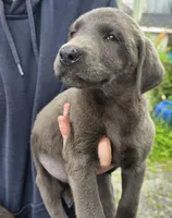 Charcoal female , a male Labrador Retriever for sale in Marathon, NY – 1 of 2