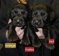 Black male red, a male Labrador Retriever for sale in Marathon, NY – Photo 1 of 2