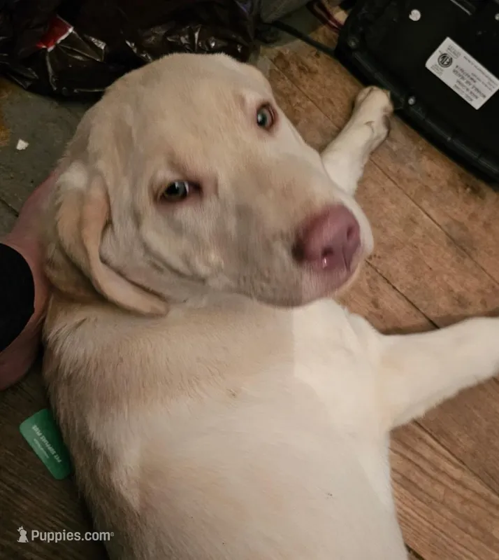 Silver female  – Labrador Retriever puppy for sale in Marathon, NY