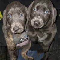 Charcoal male green, a male Labrador Retriever for sale in Marathon, NY – Photo 1 of 3