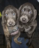 Charcoal male green, a male Labrador Retriever for sale in Marathon, NY – Photo 1 of 3
