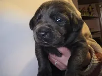 Charcoal male green, a male Labrador Retriever for sale in Marathon, NY – Photo 2 of 3