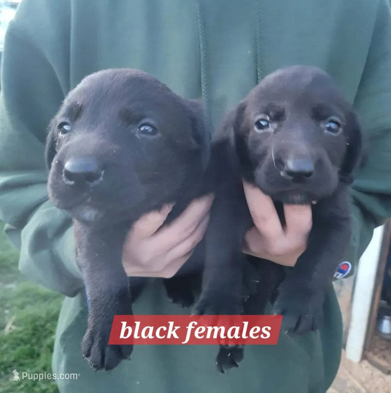 Black female – Labrador Retriever puppy for sale in Marathon, NY
