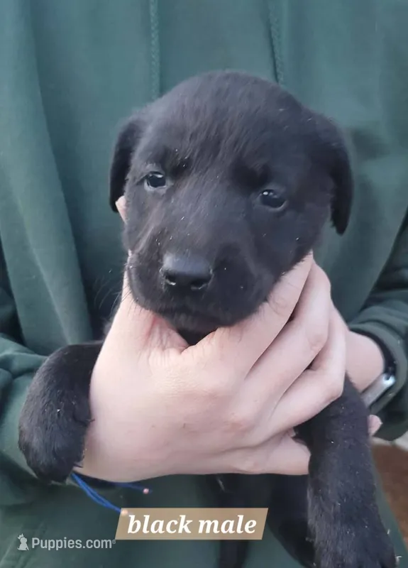 Black male – Labrador Retriever puppy for sale in Marathon, NY