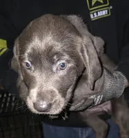 Charcoal female, a male Labrador Retriever for sale in Marathon, NY – Photo 2 of 2