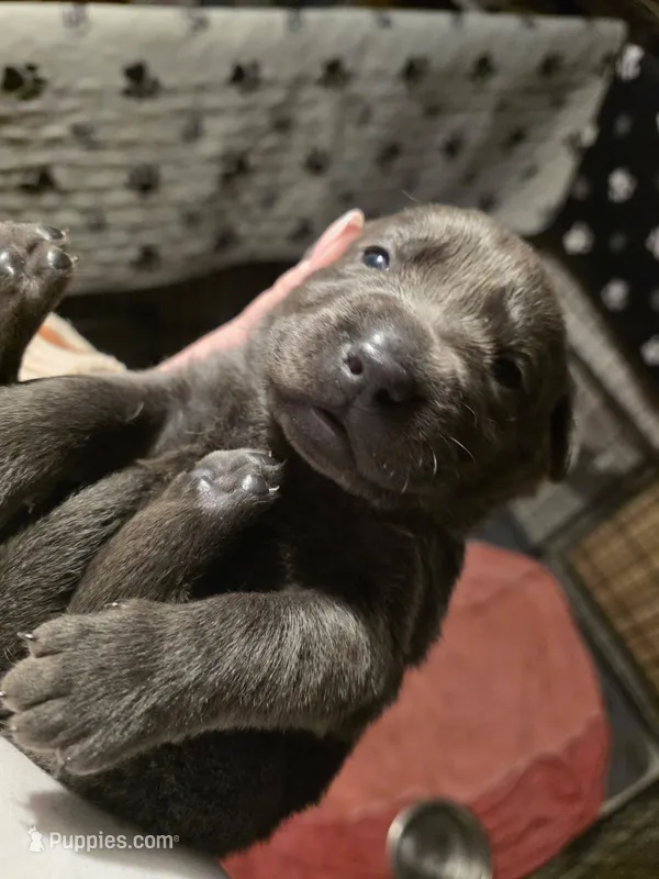 Charcoal female, a male Labrador Retriever for sale in Marathon, NY – Photo 1 of 2