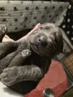 Charcoal female, a male Labrador Retriever for sale in Marathon, NY – Photo 1 of 2