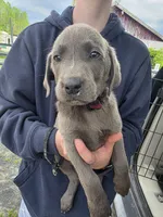 Charcoal male, a male Labrador Retriever for sale in Marathon, NY – 1 of 2