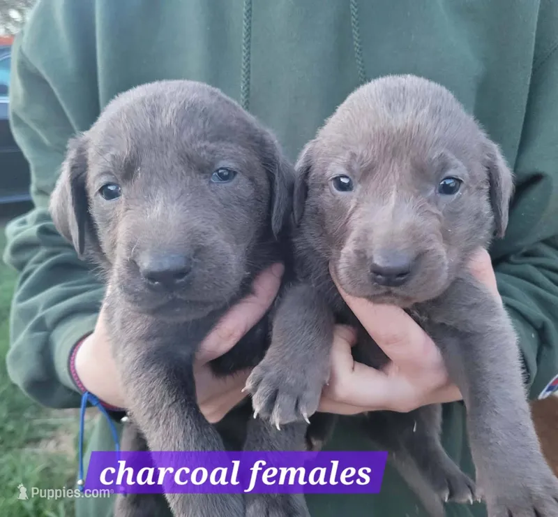 Charcoal female  – Labrador Retriever puppy for sale in Marathon, NY