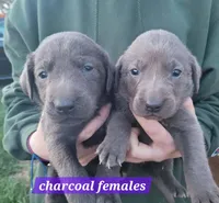 Charcoal female , a male Labrador Retriever for sale in Marathon, NY – 2 of 2