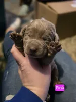 Silver female pink, a female Labrador Retriever for sale in Marathon, NY – Photo 2 of 4