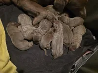 Silver female pink, a female Labrador Retriever for sale in Marathon, NY – Photo 3 of 4