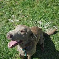 Silver female pink, a female Labrador Retriever for sale in Marathon, NY – Photo 4 of 4