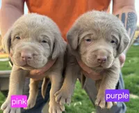 Silver female pink, a female Labrador Retriever for sale in Marathon, NY – Photo 1 of 4