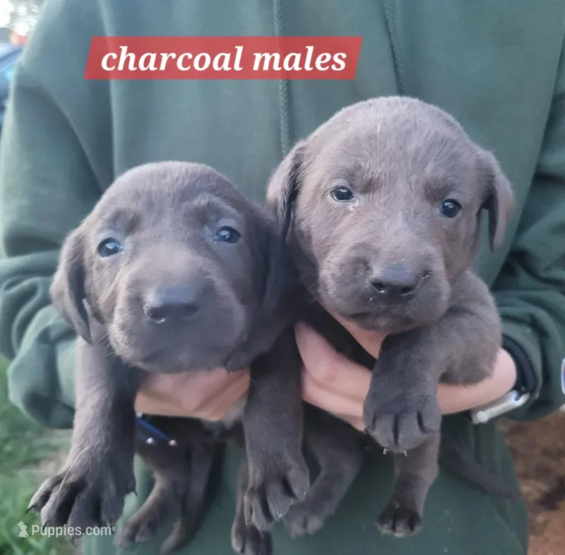 Charcoal male – Labrador Retriever puppy for sale in Marathon, NY