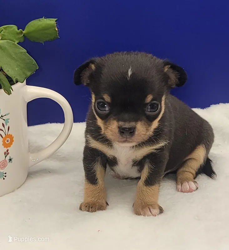 Sam – Chihuahua puppy for sale in Tickfaw, LA