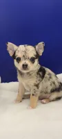 frank, a male Chihuahua for sale in Tickfaw, LA – Photo 1 of 3
